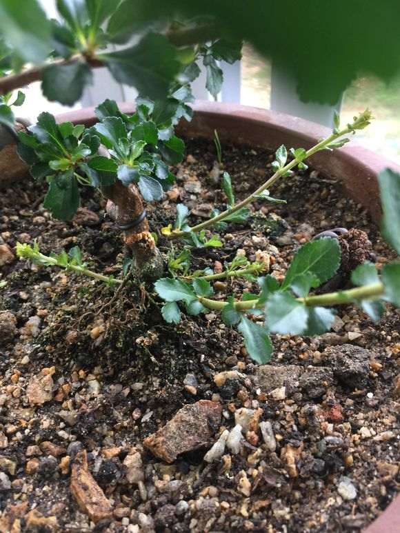 长寿梅下山桩平时需要上什么肥料 图片