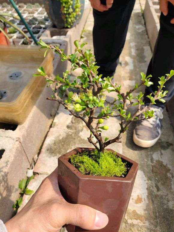 又新买了个白花长寿梅下山桩 200元 图片