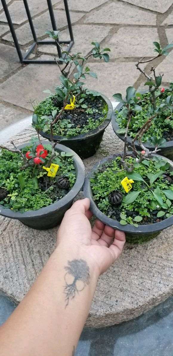 长寿梅下山桩 第三次开花了 怎么样