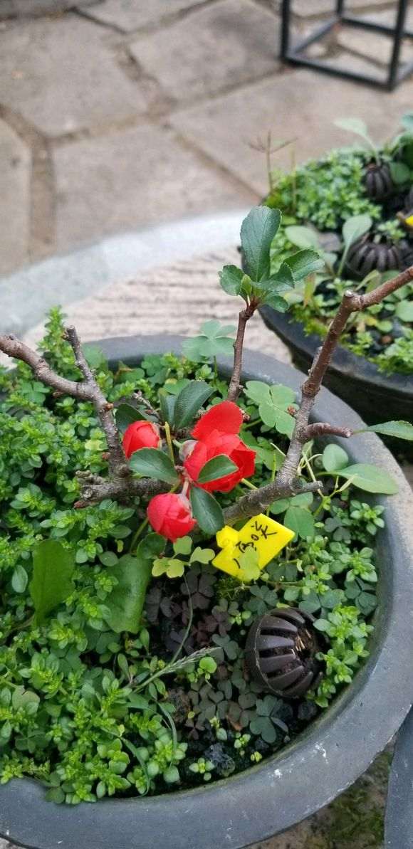 长寿梅下山桩 第三次开花了 怎么样
