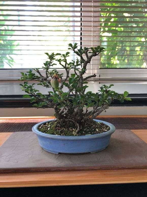 长寿梅下山桩怎么施肥养护的方法 图片