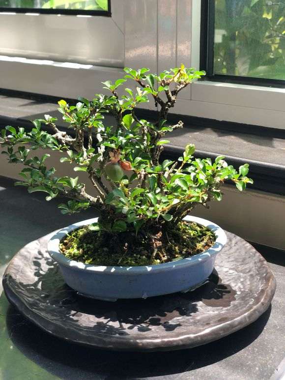 长寿梅下山桩怎么施肥养护的方法 图片