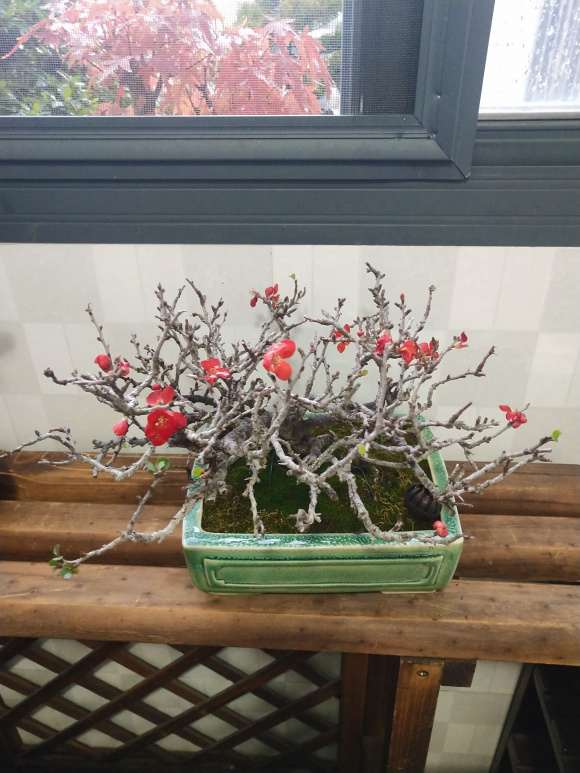 为什么长寿梅下山桩开花不断 图片