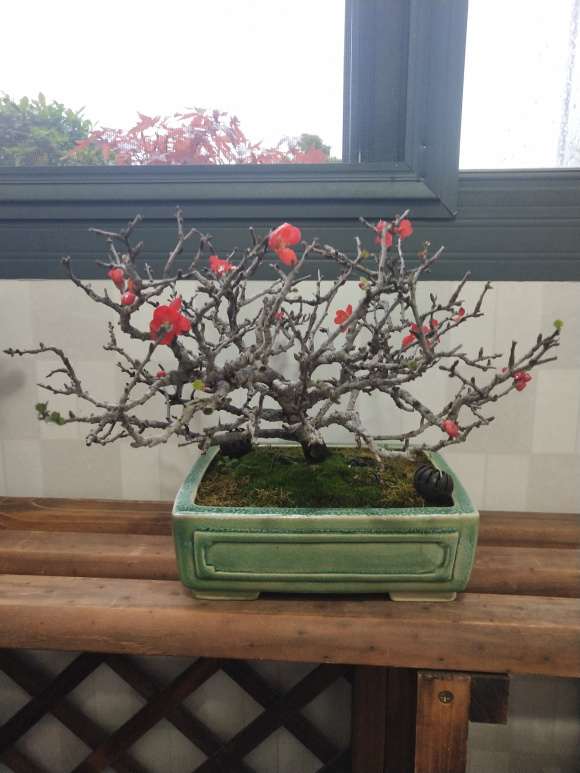 为什么长寿梅下山桩开花不断 图片