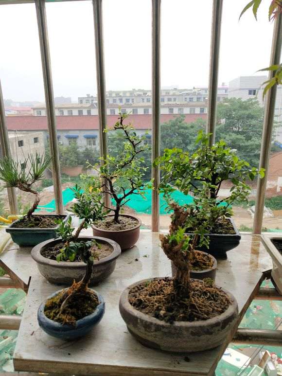 长寿梅下山什么时候能开花啊 图片