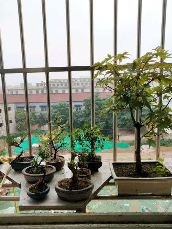 长寿梅下山什么时候能开花啊 图片