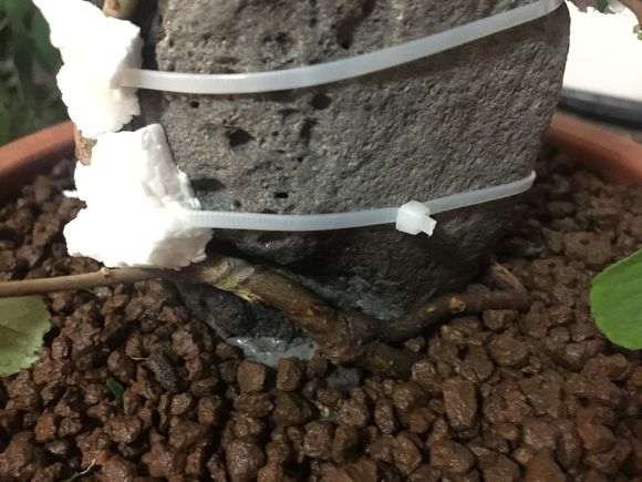 长寿梅下山桩怎么制作附石盆景 图片