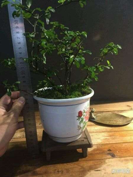 日本长寿梅下山桩平时该怎么养 图片