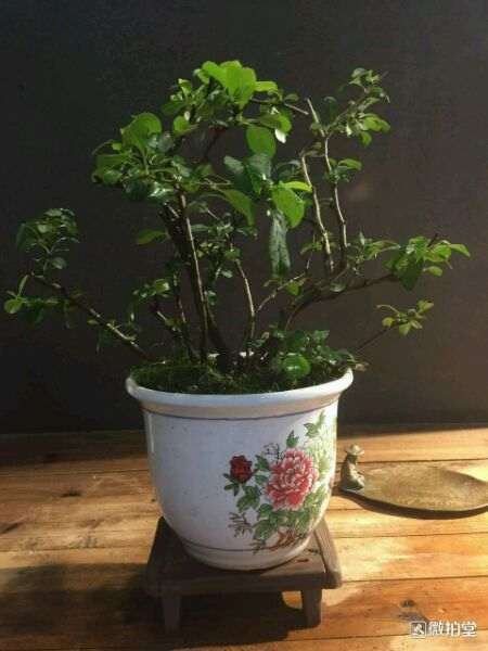 日本长寿梅下山桩平时该怎么养 图片