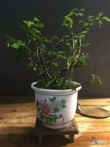 日本长寿梅下山桩平时该怎么养 图片