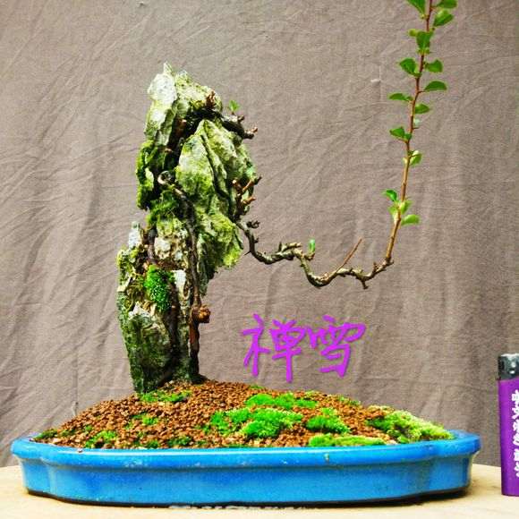 冬季长寿梅下山桩怎么养护的方法 图片