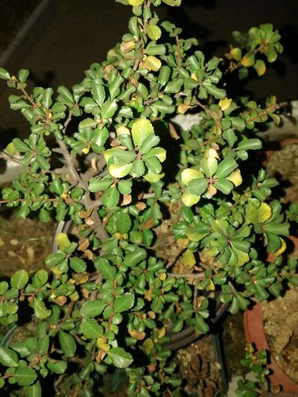 为什么长寿梅下山桩一直不开花 图片