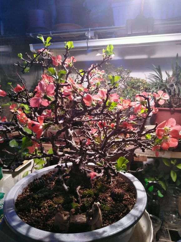 长寿梅下山桩怎么换土休眠的方法 图片