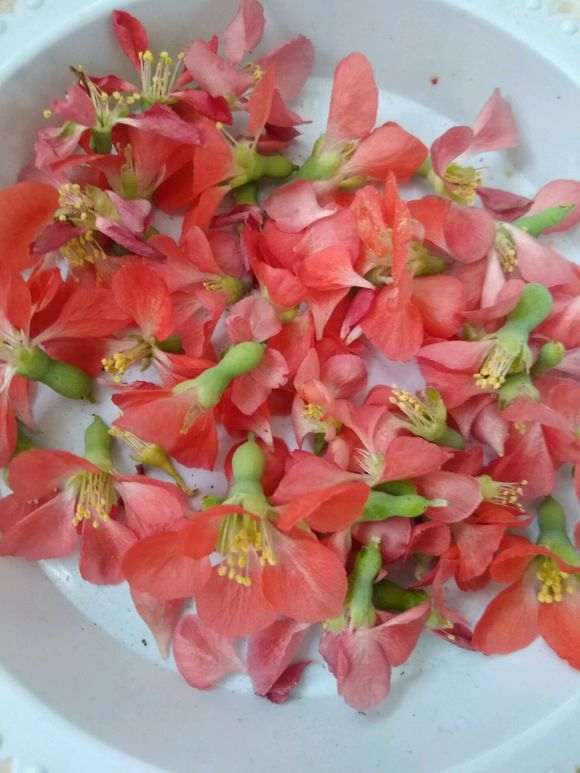 长寿梅下山桩怎么换土休眠的方法 图片