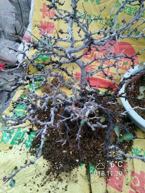 长寿梅下山桩怎么换土休眠的方法 图片