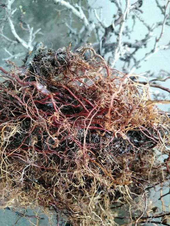 长寿梅下山桩怎么换土休眠的方法 图片