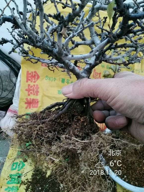 长寿梅下山桩用什么土栽培 最好 图片