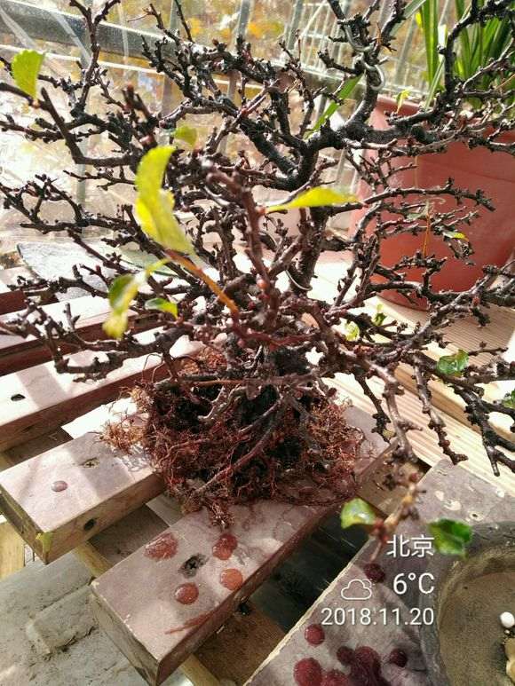 长寿梅下山桩用什么土栽培 最好 图片