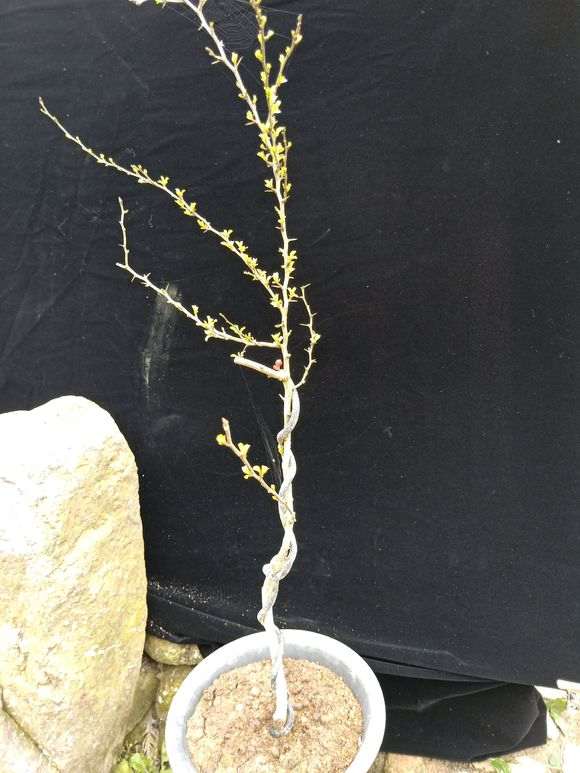 长寿梅下山桩 红花一号 怎么样 图片