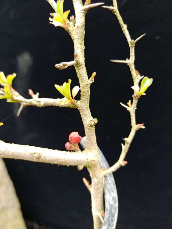 长寿梅下山桩 红花一号 怎么样 图片