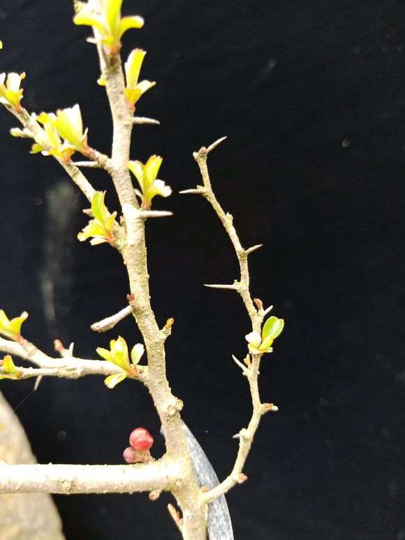 长寿梅下山桩 红花一号 怎么样 图片