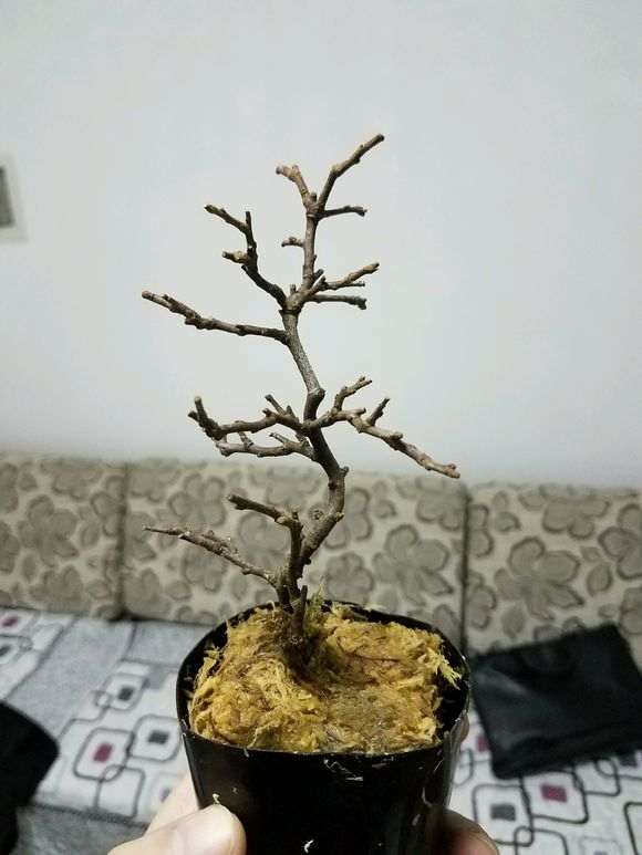 长寿梅下山桩 200元价格 贵吗 图片
