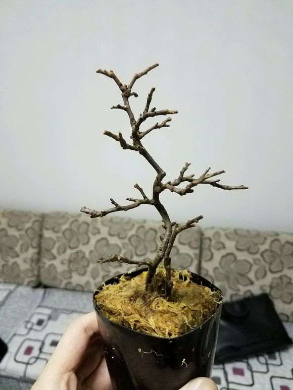 长寿梅下山桩 200元价格 贵吗 图片