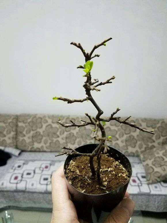 长寿梅下山桩 200元价格 贵吗 图片