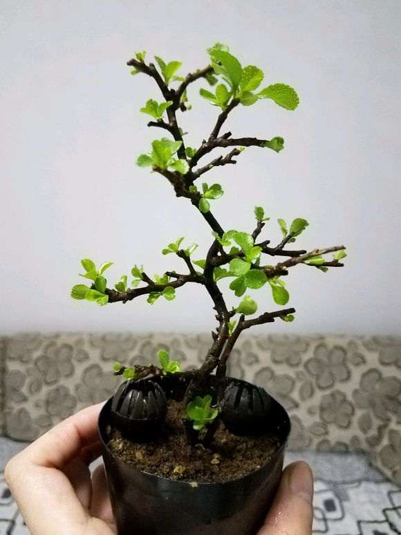长寿梅下山桩 200元价格 贵吗 图片