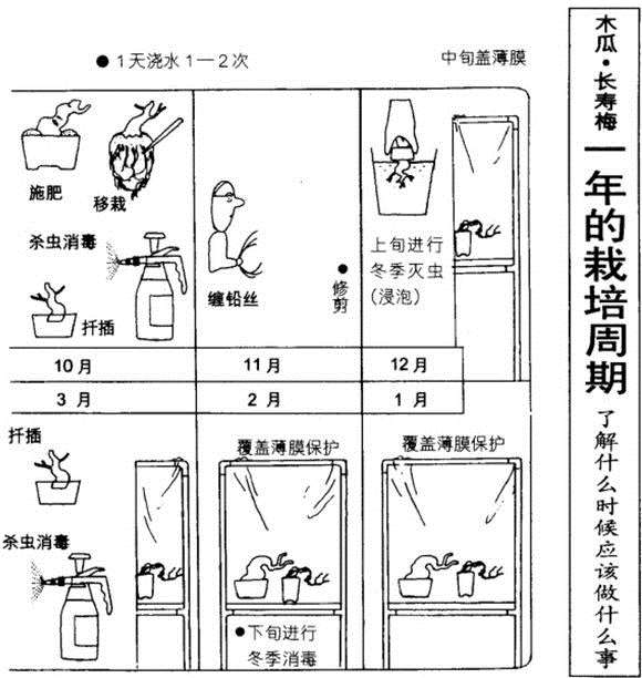 长寿梅下山桩什么时候 修剪最好 图片