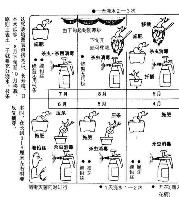 长寿梅下山桩什么时候 修剪最好 图片