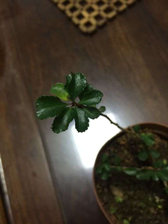 日本长寿梅下山桩可能没刺吗 图片