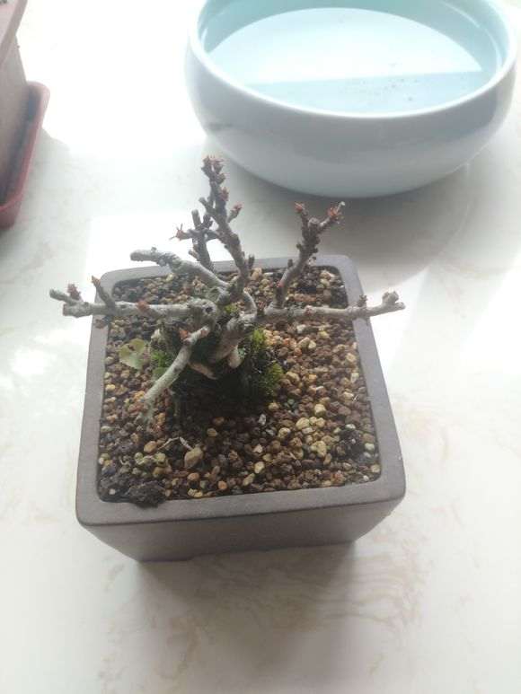 长寿梅下山桩几月份就不会再发新叶 图片