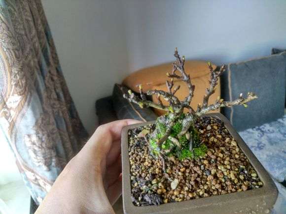 长寿梅下山桩几月份就不会再发新叶 图片