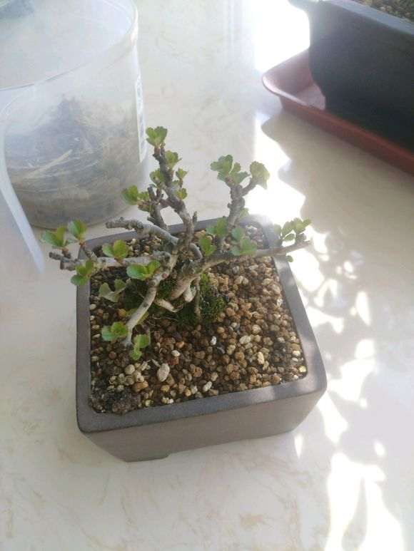 长寿梅下山桩几月份就不会再发新叶 图片