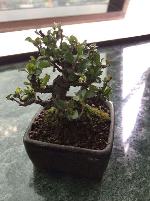 长寿梅下山桩怎么保持泥土湿润 图片