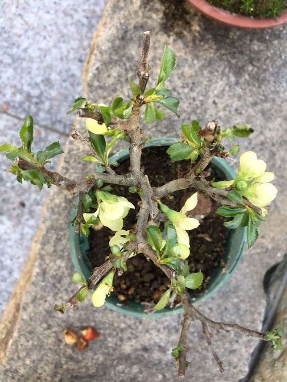 长寿梅下山桩发枝长叶要剪掉吗 图片