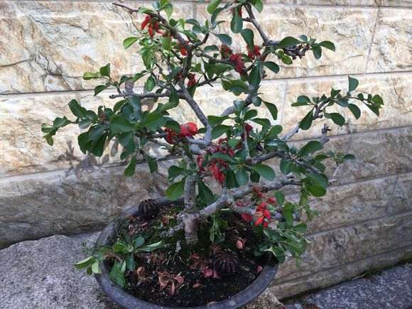 长寿梅下山桩发枝长叶要剪掉吗 图片