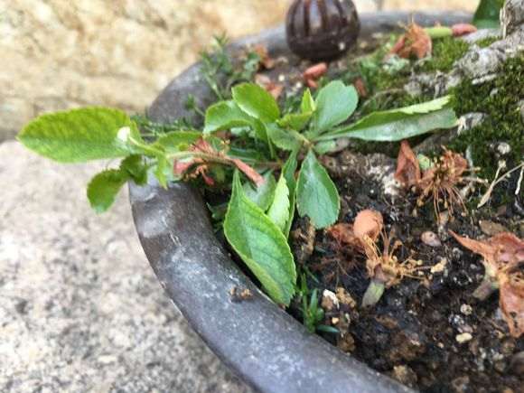 长寿梅下山桩发枝长叶要剪掉吗 图片