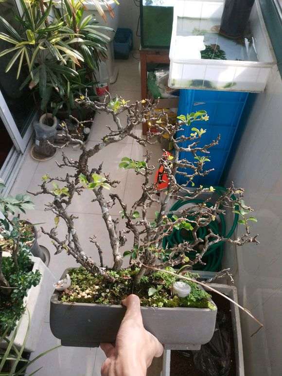 白花长寿梅下山桩 又出来花苞了 图片