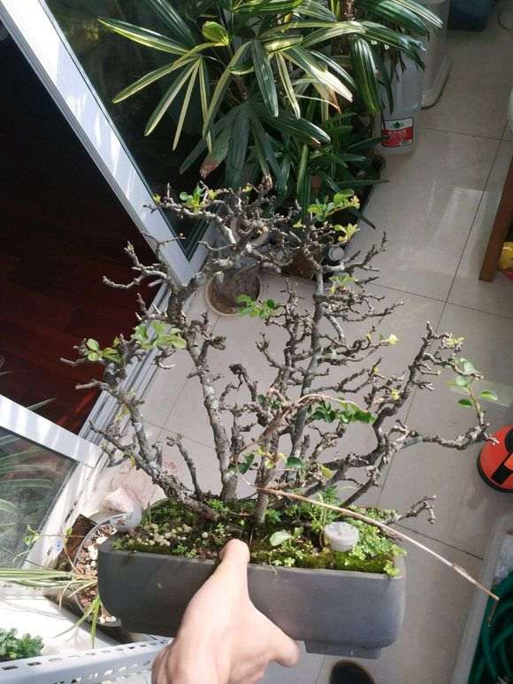 白花长寿梅下山桩 又出来花苞了 图片