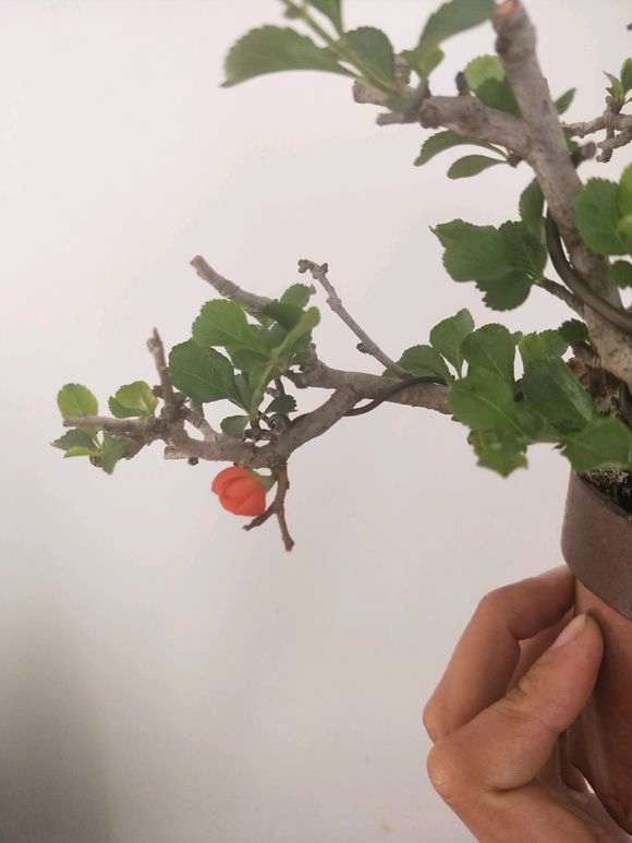 长寿梅下山桩红花一号 270元 怎么样