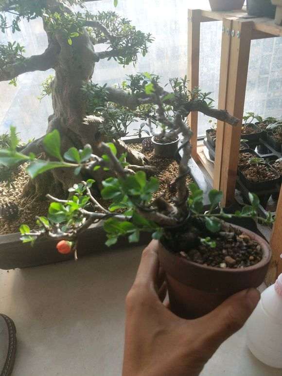 长寿梅下山桩红花一号 270元 怎么样