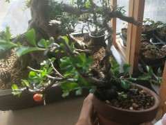 长寿梅下山桩红花一号 270元 可以吗