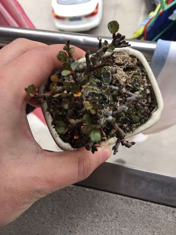 长寿梅下山桩叶子怎么有点红 图片