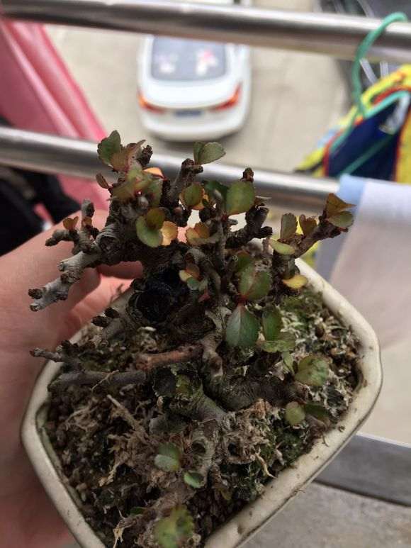 长寿梅下山桩叶子怎么有点红 图片