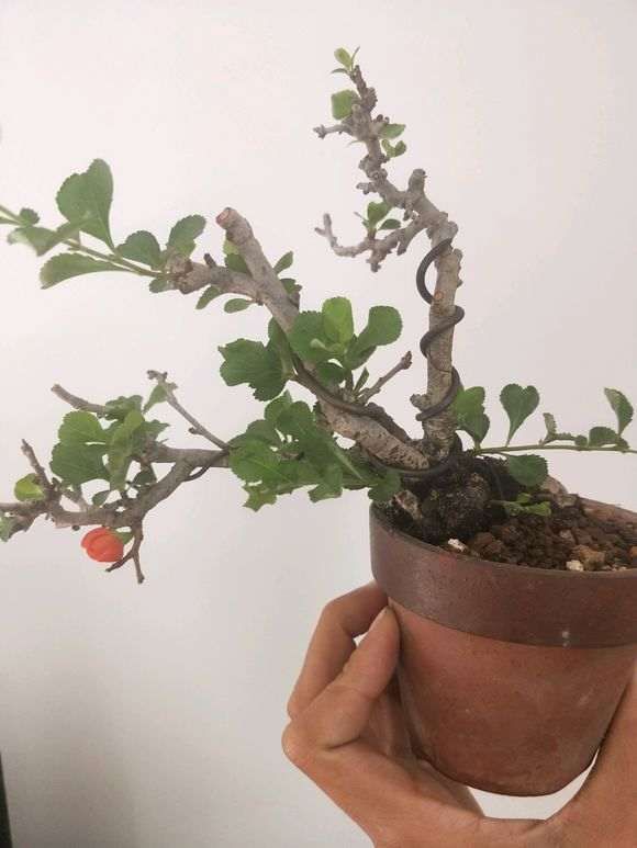 长寿梅下山桩还有救么 怎么办 图片