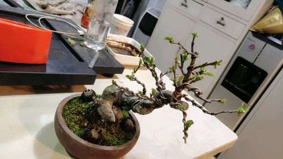 木瓜海棠下山桩怎么嫁接的方法 图片