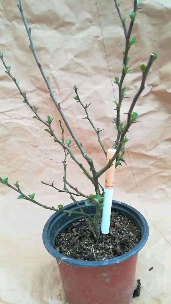 木瓜海棠下山桩怎么嫁接的方法 图片