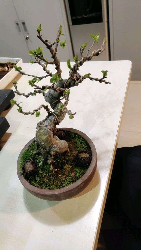 木瓜海棠下山桩怎么嫁接的方法 图片